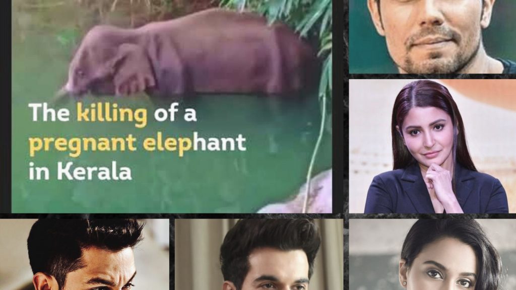 Bollywood celebs condemn pregnant elephant murder