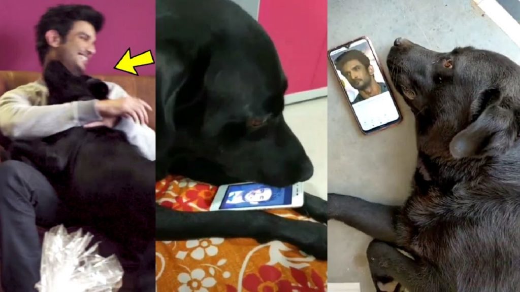 Late actor Sushant Singh Rajput’s dog dies is fake news