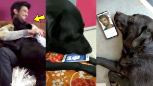 Late actor Sushant Singh Rajput's dog dies is fake news  